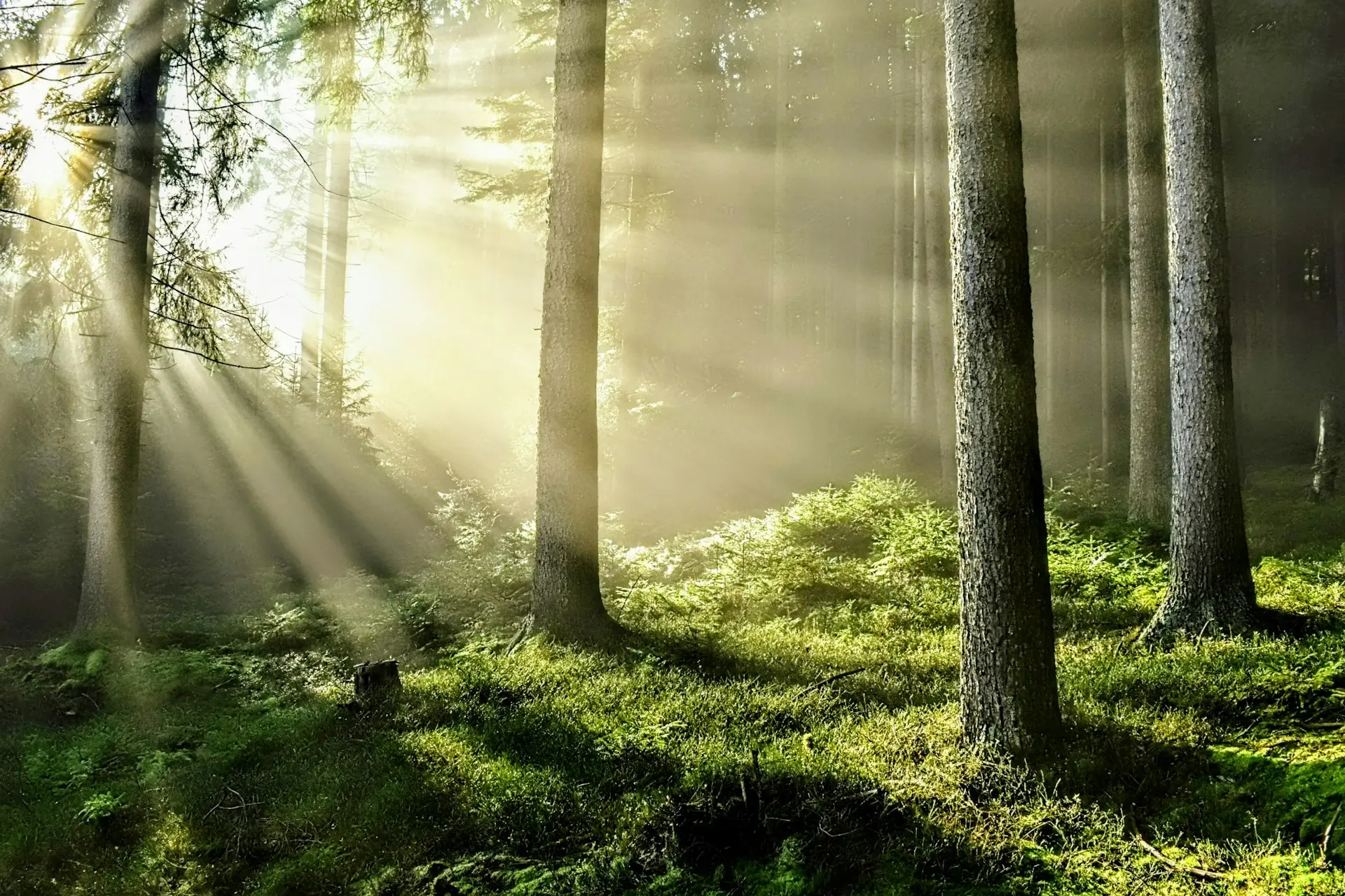 Sunlight streaming through trees in a misty forest.