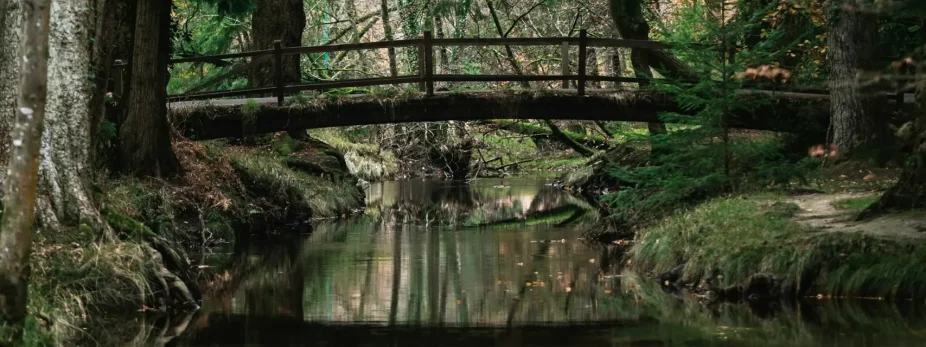 Wooden footbridge in a peaceful forest.