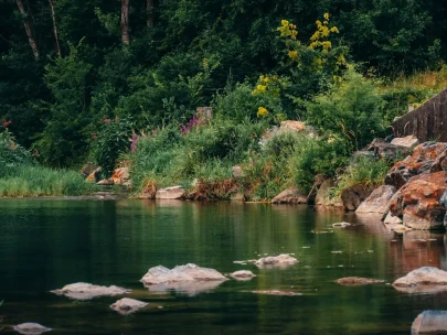 denis-bayer-cZZveXMSvAw-unsplash Peaceful woodland stream surrounded by greenery.