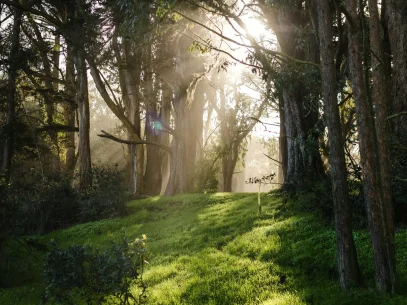 jason-leung-nmmQ0zn4QUI-unsplash (1) Sunlight shining through trees in a forest.