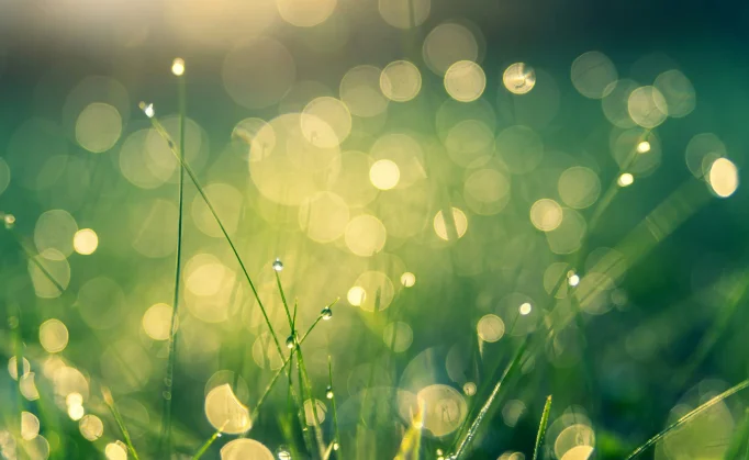 Soft green bokeh with wildflowers.