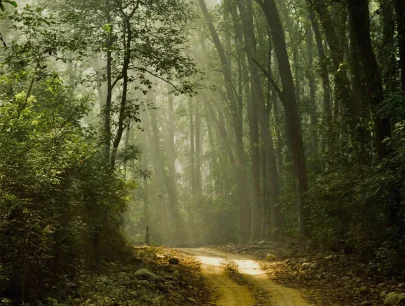 Misty woodland with tall trees.