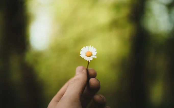 Hand holding a small white daisy.